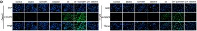 Corrigendum: Specific TLR-mediated HSP70 activation plays a potential role in host defense against the intestinal parasite Giardia duodenalis
